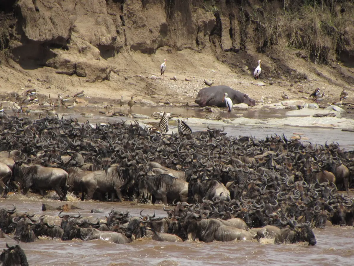 Troupeaux de gnous et zèbres traversant une rivière lors de la grande migration en Afrique de l'Est