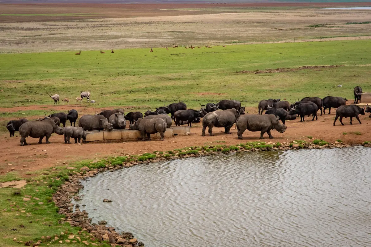 Cinq animaux emblématiques du Big Five africain : lion, léopard, éléphant, rhinocéros et buffle