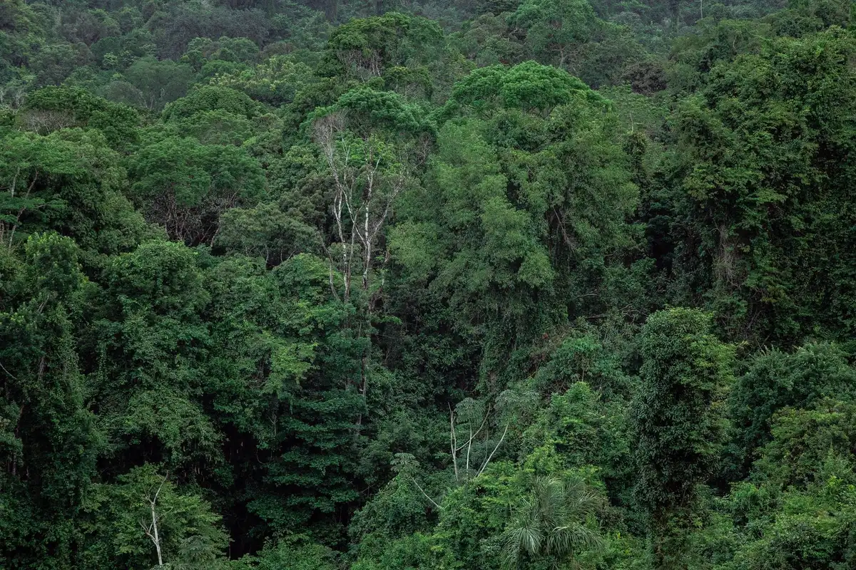 Forêt tropicale dense avec végétation épaisse et canopée fermée