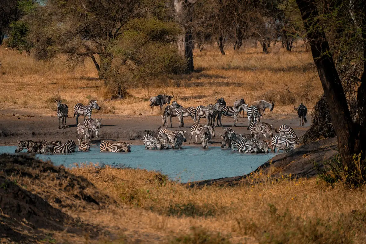Paysage du cratère du Ngorongoro avec troupeaux d'herbivores rassemblés près d'un point d'eau