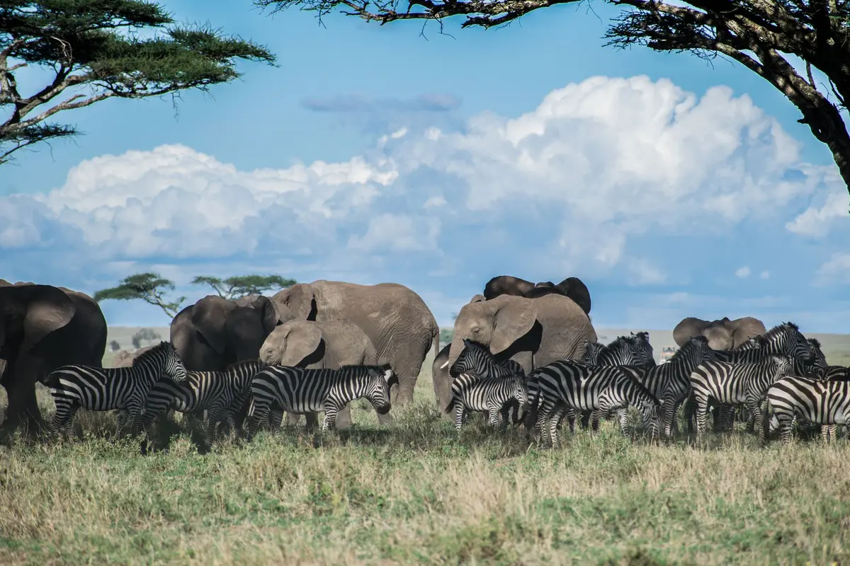 Grands herbivores et prédateurs observés lors d'un safari en Tanzanie