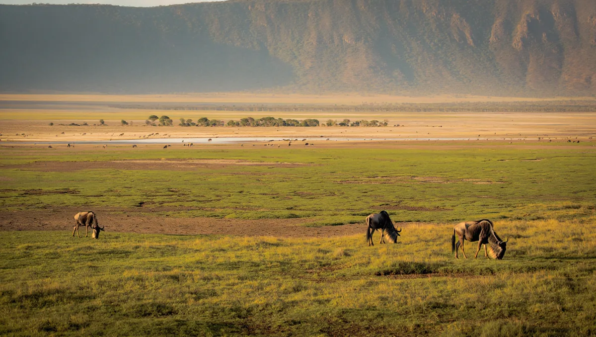 Qu’est‑ce qui différencie réellement le cratère du Ngorongoro — Contrairement aux plaines ouvertes du Serengeti, le Ngorongoro fonctionne comme un écosystème presque clos : la dépression qui subsiste d’une ancienne caldeira concentre eau et végétation, attirant une faune importante sur une