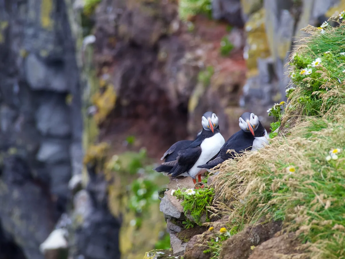 Macareux et oiseaux arctiques nichant sur les falaises rocheuses en été en Islande.