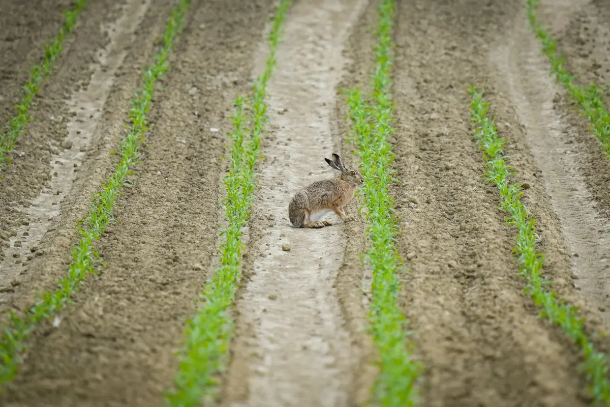 Terres agricoles fragmentant les habitats naturels de la faune