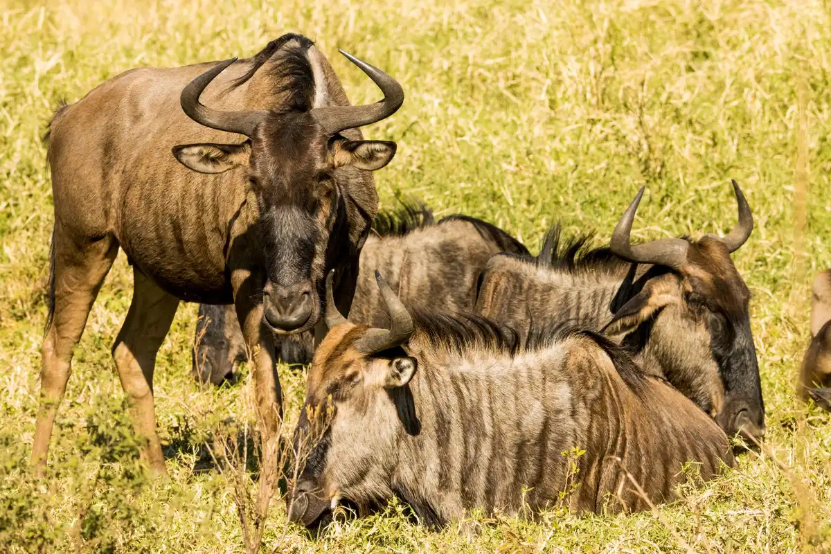 Jeunes gnous nouveau-nés sur les plaines du Serengeti au début de l'année