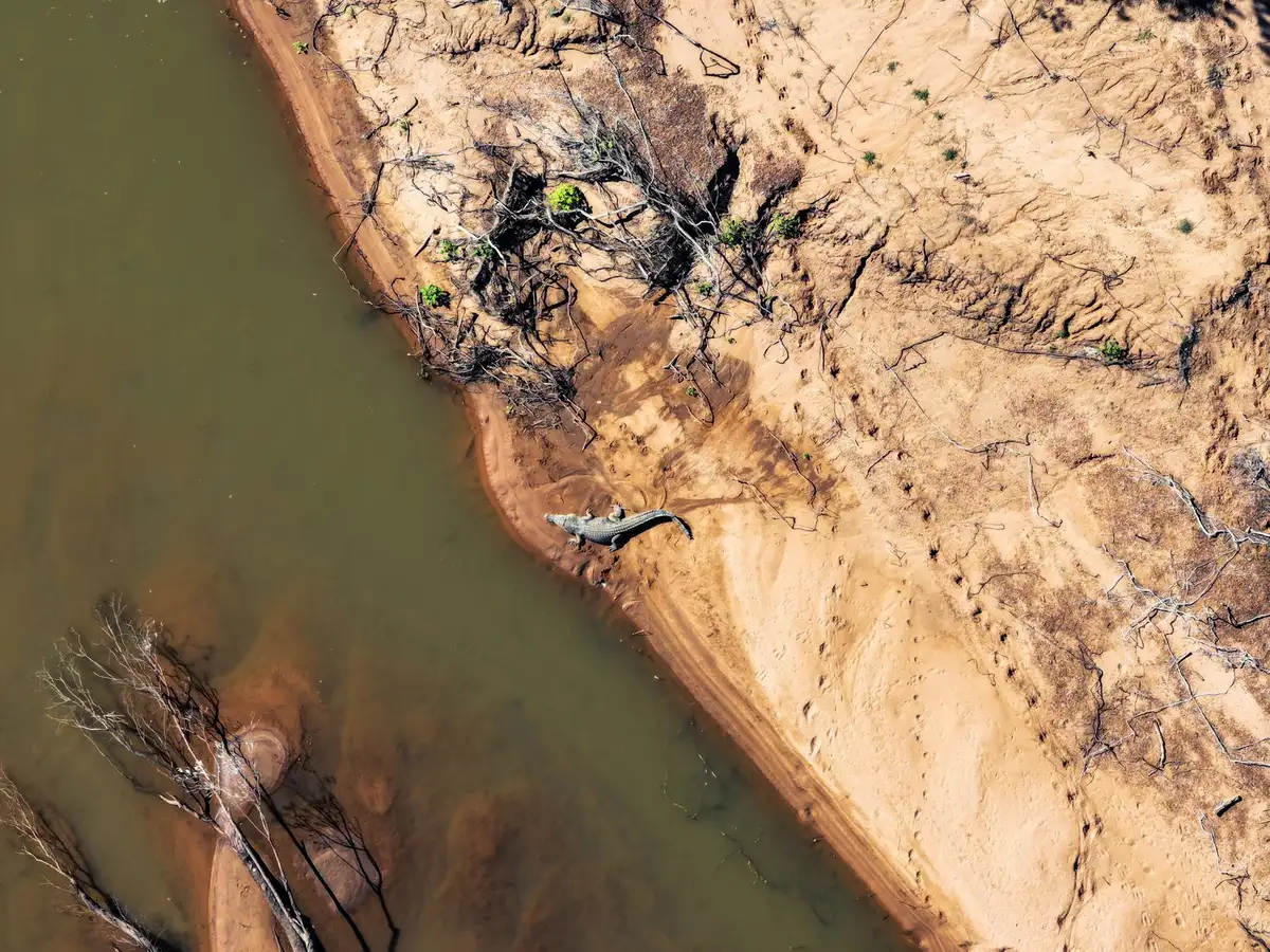 Troupeaux traversant un fleuve avec des obstacles naturels et des prédateurs