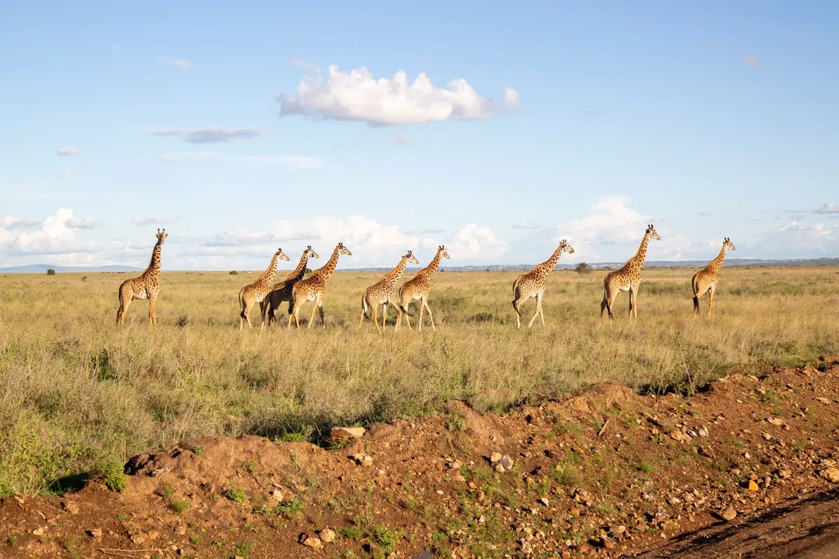 Éléphants et girafes dans le parc national de Kidepo Valley