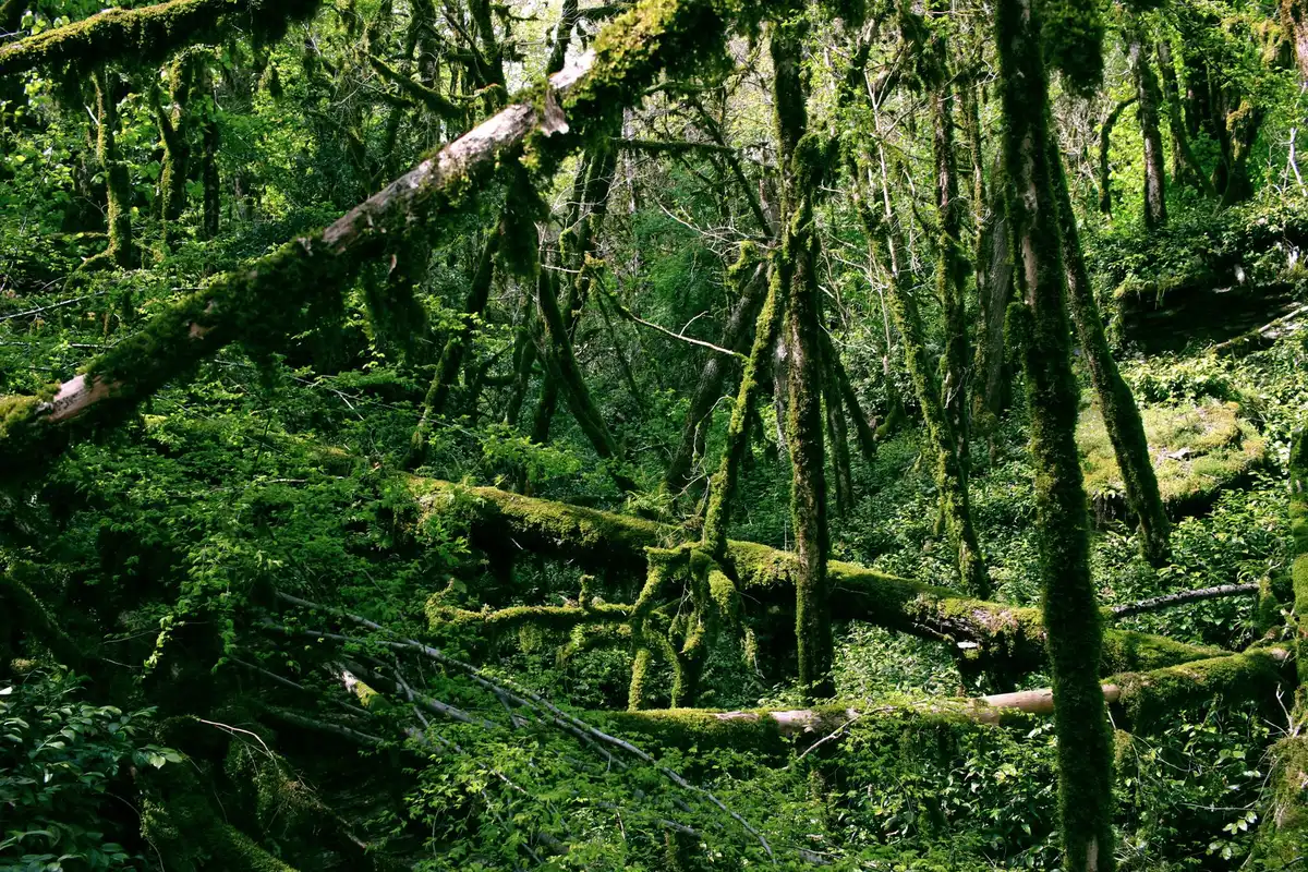 Forêt primaire dense avec troncs couverts de mousse et végétation luxuriante