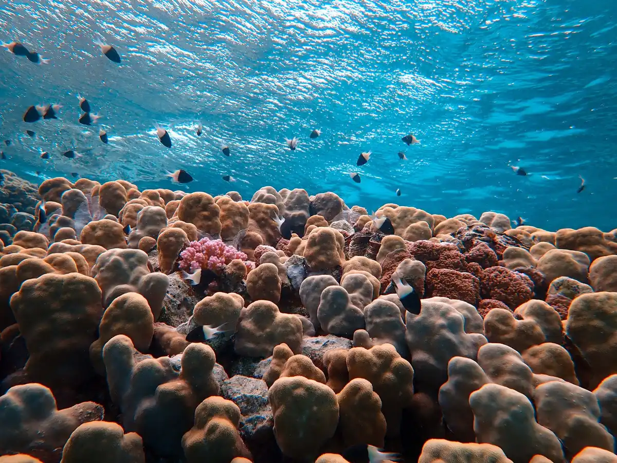 Plongeur en masque et tuba explorant un récif de corail coloré avec poissons tropicaux