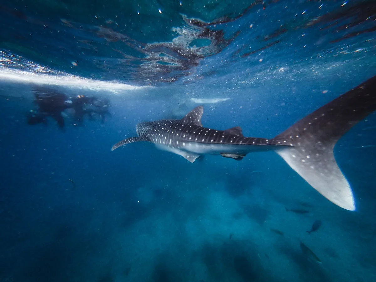 Plongeur en snorkel nageant à proximité d'un grand requin-baleine dans l'océan turquoise