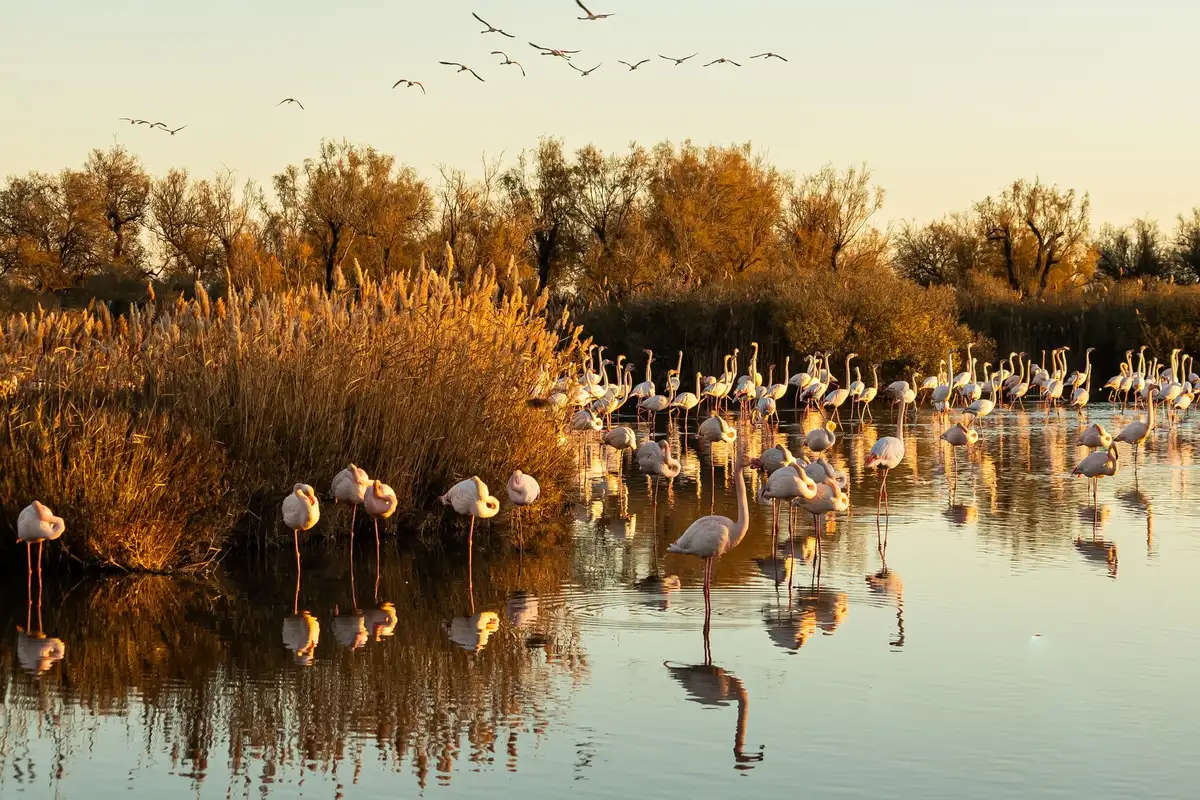 Paysage de lagunes et de dunes en Camargue avec oiseaux et végétation naturelle