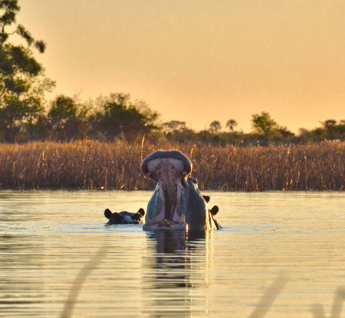 Mokoro traditionnel naviguant dans les canaux du delta de l'Okavango, approche silencieuse de la nature