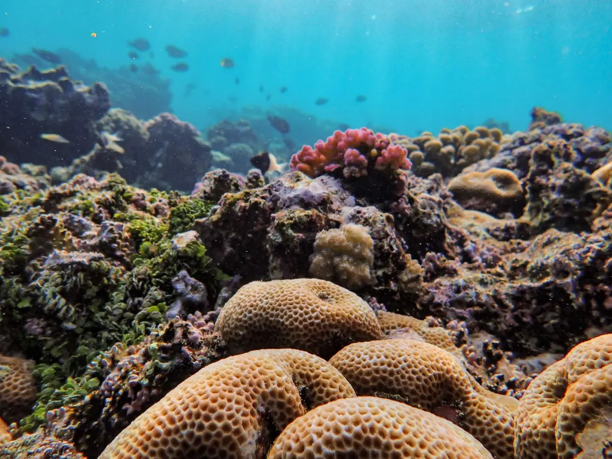 Plongée en apnée dans un lagon turquoise avec vie marine colorée