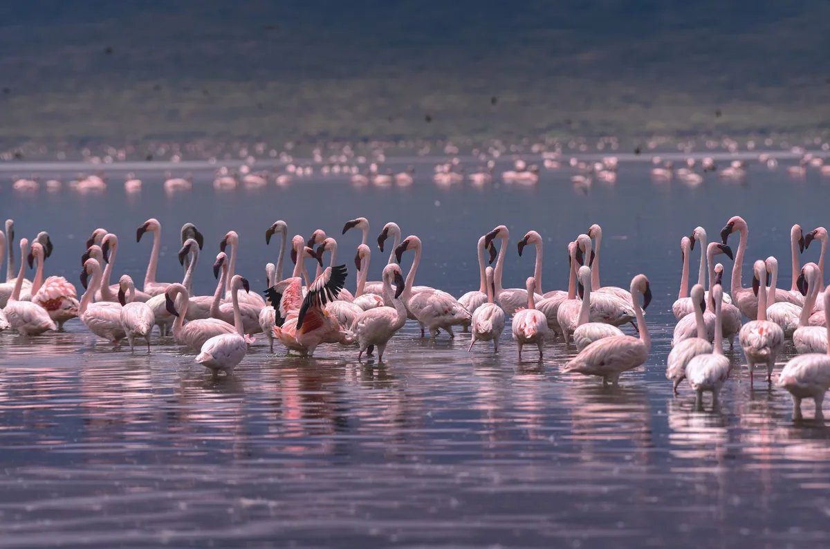 Lac de la vallée du Rift aux eaux teintées de rose par les flamants, entouré de falaises volcaniques