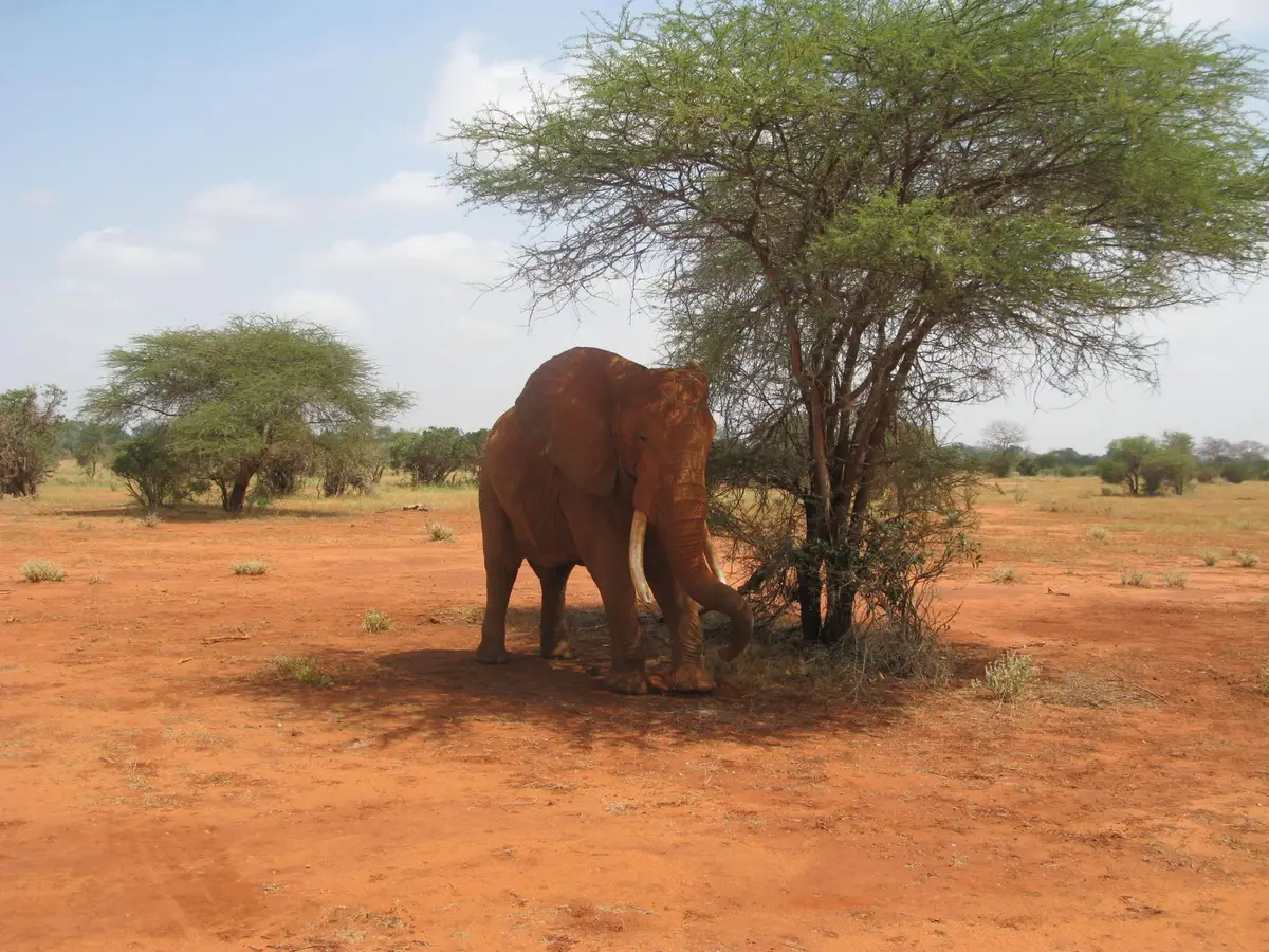 Paysage de Tsavo avec terre rouge, acacias clairsemés et vastes étendues sous un ciel dégagé