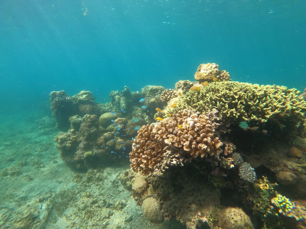 Plongeur en apnée explorant un récif corallien coloré avec poissons tropicaux