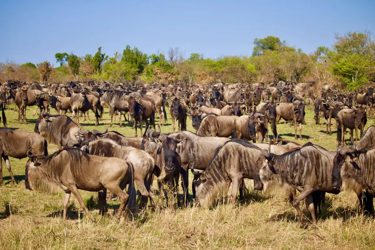 Grands troupeaux de gnous en migration traversant les plaines du Serengeti durant la saison sèche