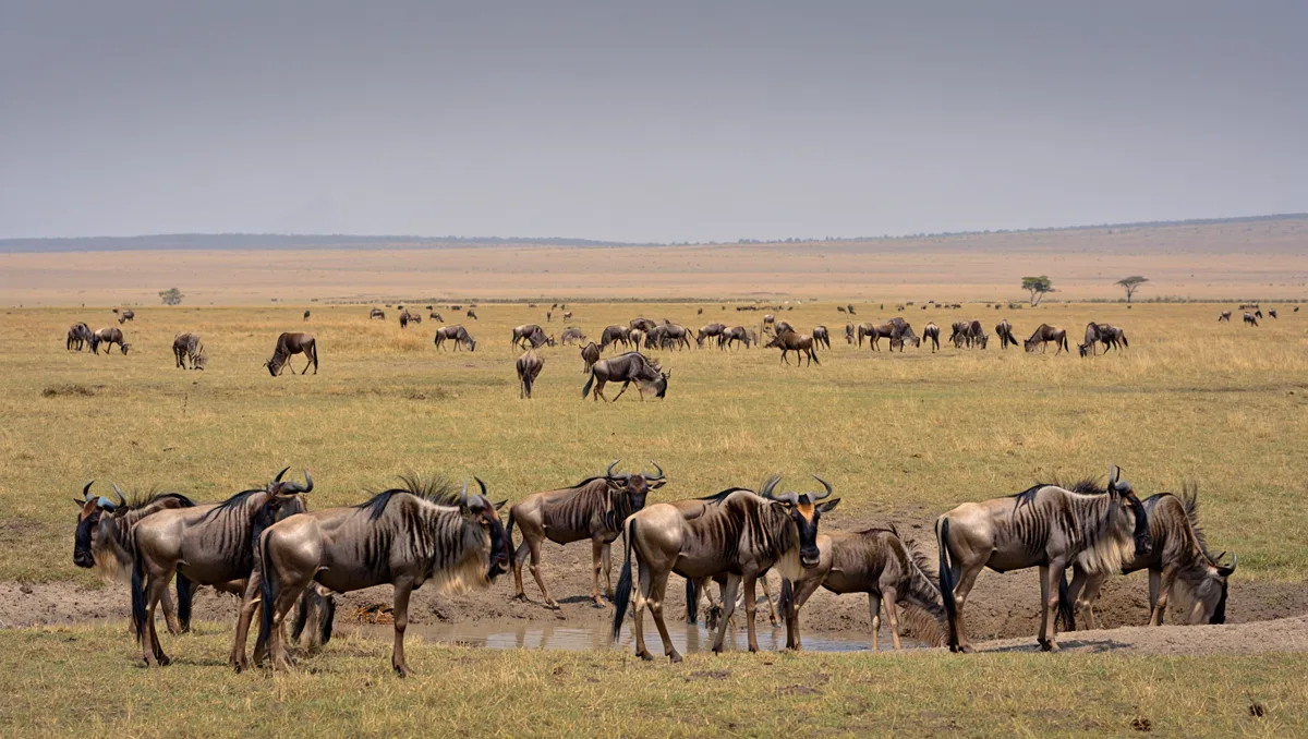 Qu’est-ce qui fait varier la vie sauvage d’une saison à l’autre ? — Le principal moteur des mouvements et des concentrations d’animaux au Serengeti reste la disponibilité de l’eau et des pâturages. Quand la pluie arrive, la végétation reprend ; quand