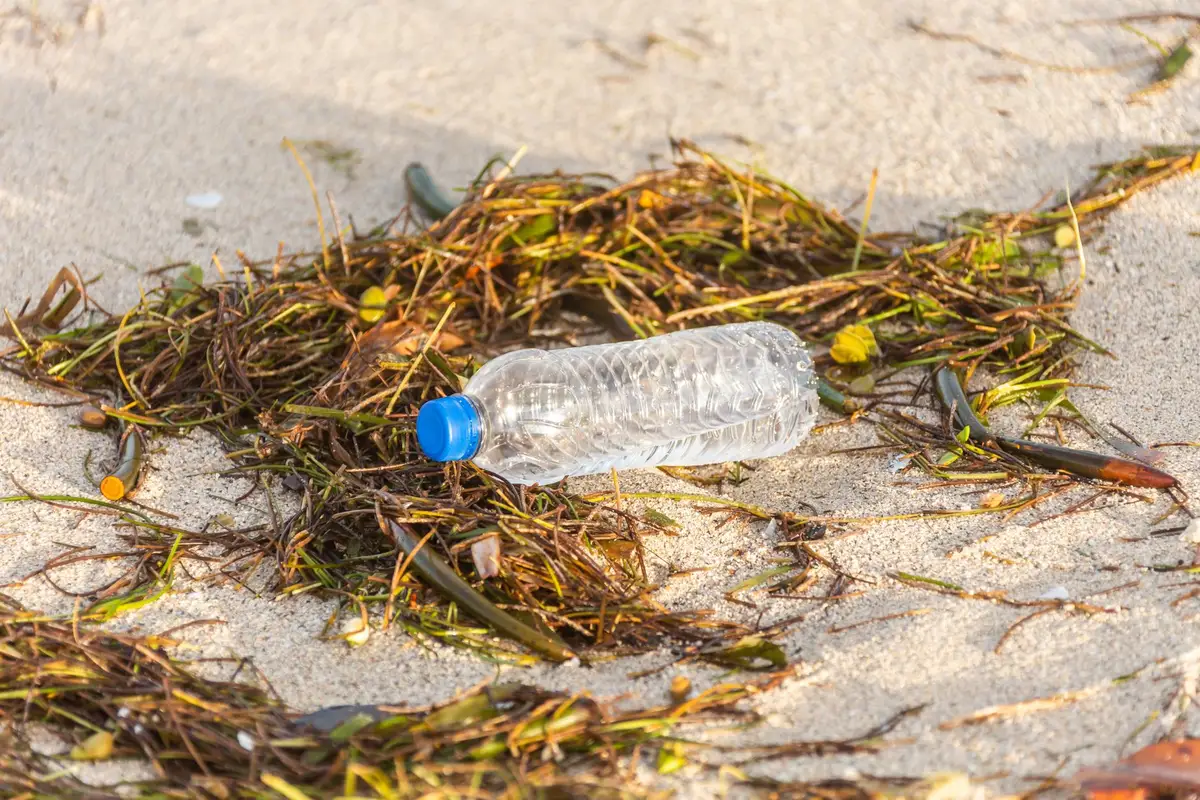 Accumulation de sargasses sur une plage tropicale