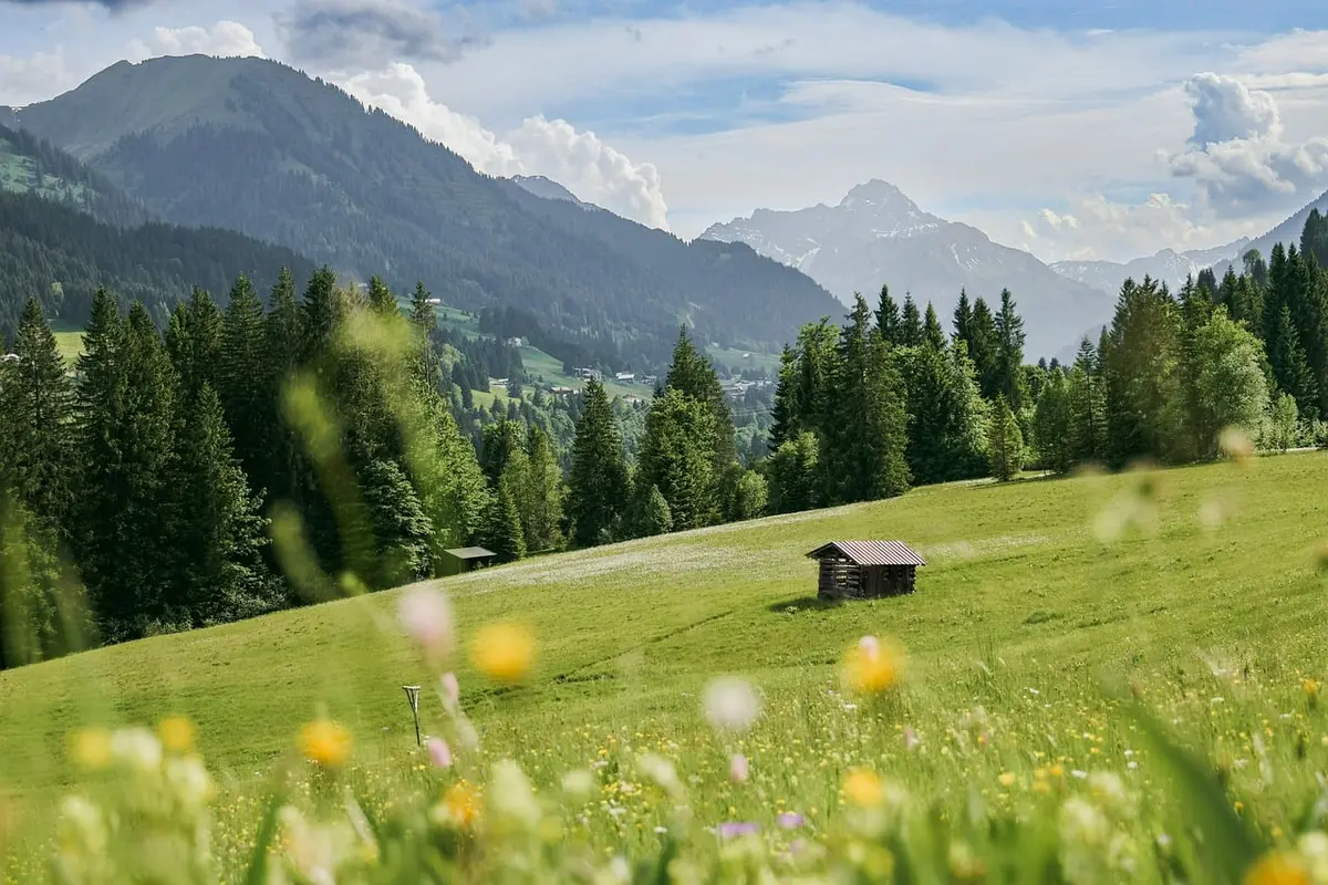 Petit refuge en forêt avec hamac et arbres autour