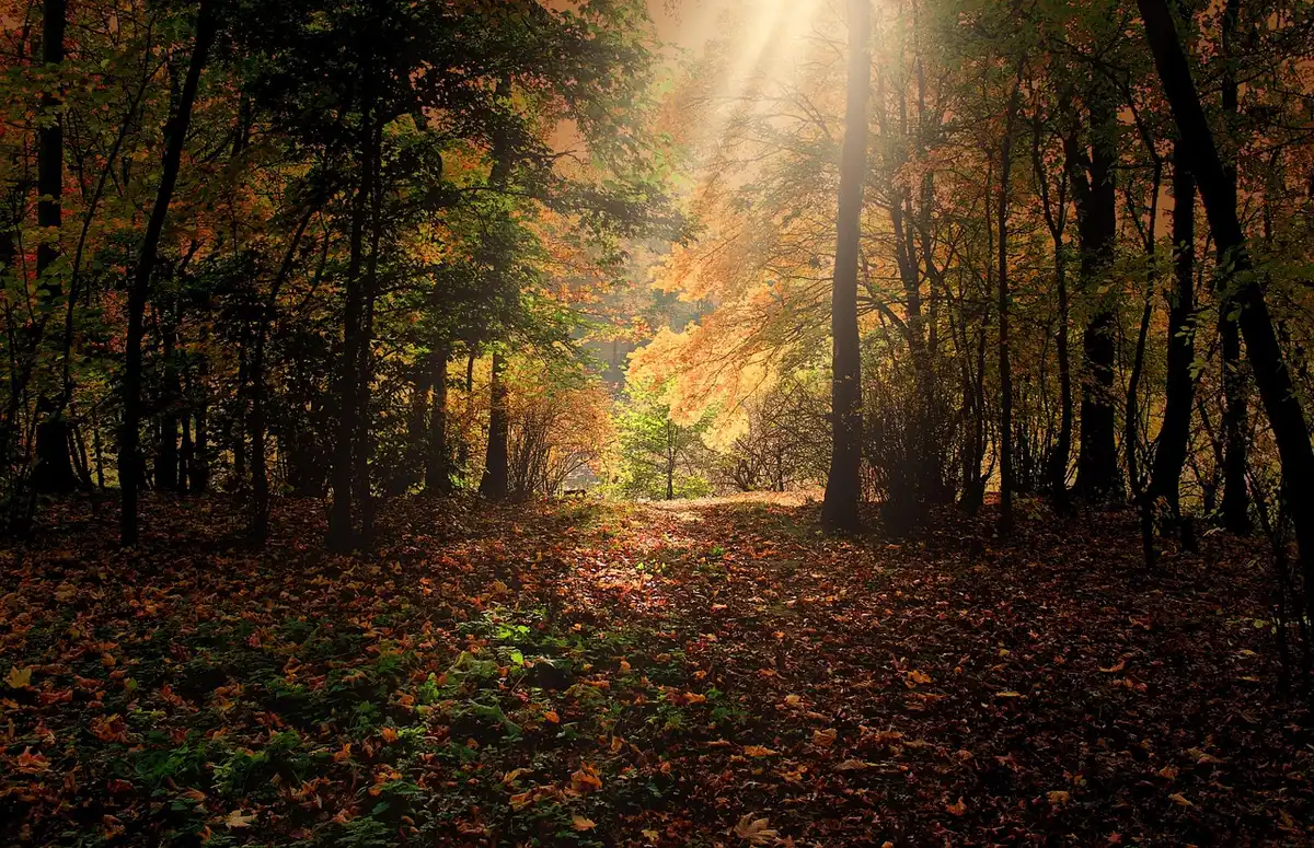Forêt d'automne avec feuillages aux teintes chaudes et dorées