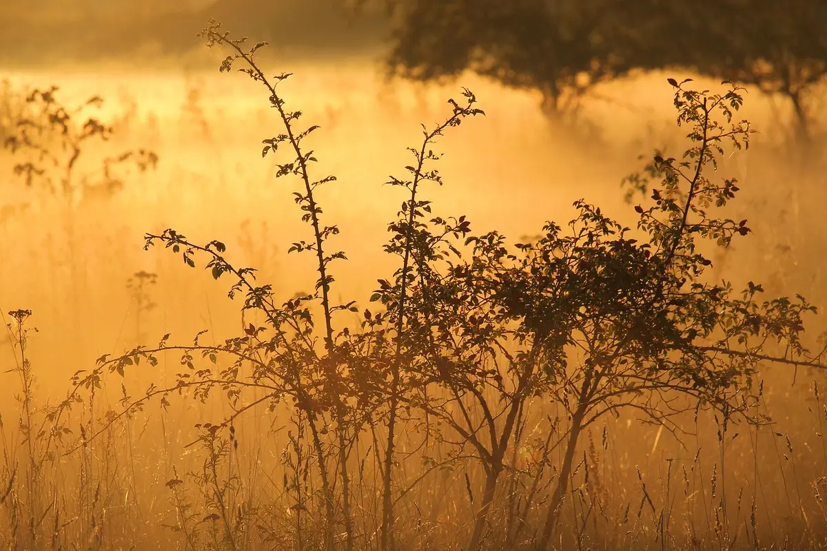 Véhicule de safari au lever du jour sur une piste en herbe