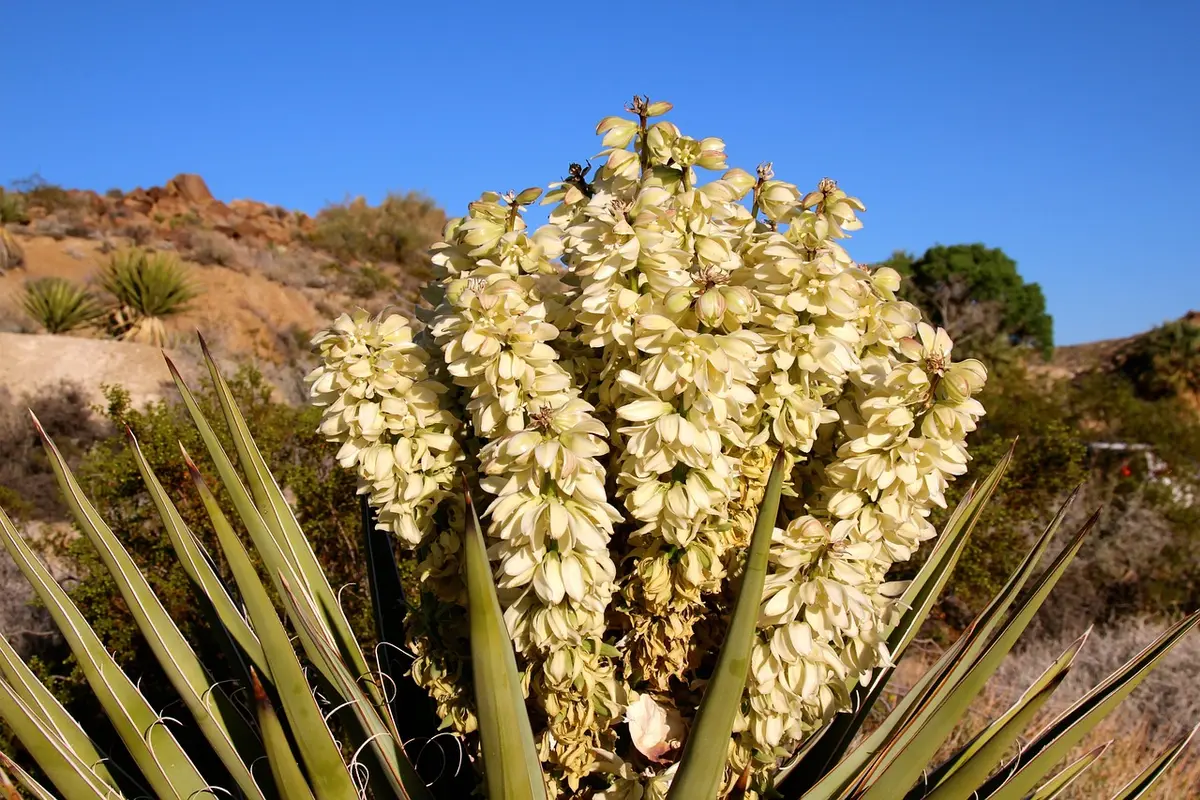 Yuccas et Joshua trees le long d'un sentier désertique montrant la végétation à observer