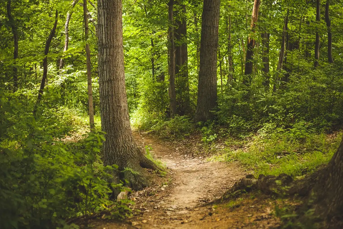 Sentier en forêt de séquoias avec lumière du jour