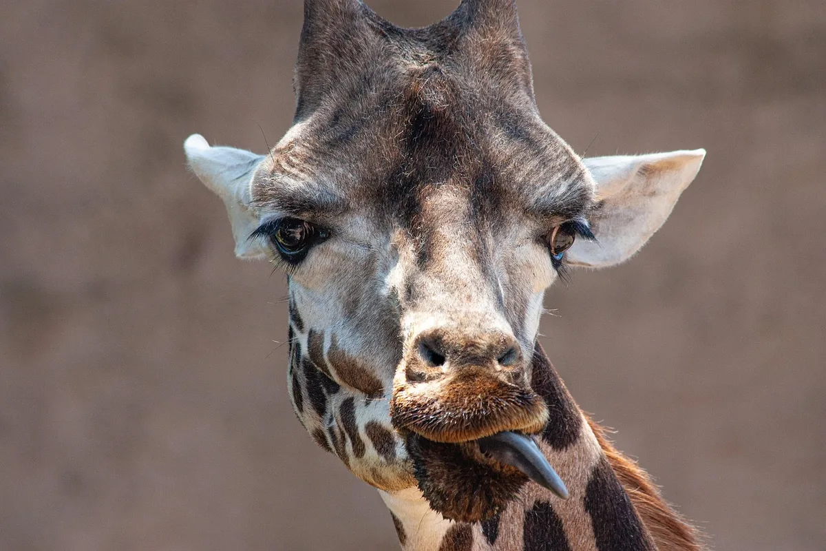 Tête de girafe près d'une fenêtre d'un manoir en journée