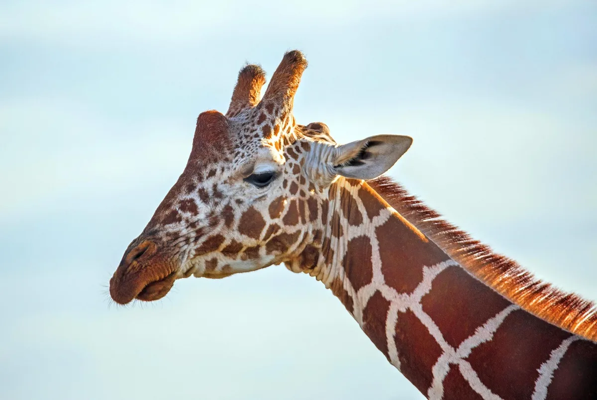 Visiteur prenant une photo d'une girafe sans flash, lumière naturelle