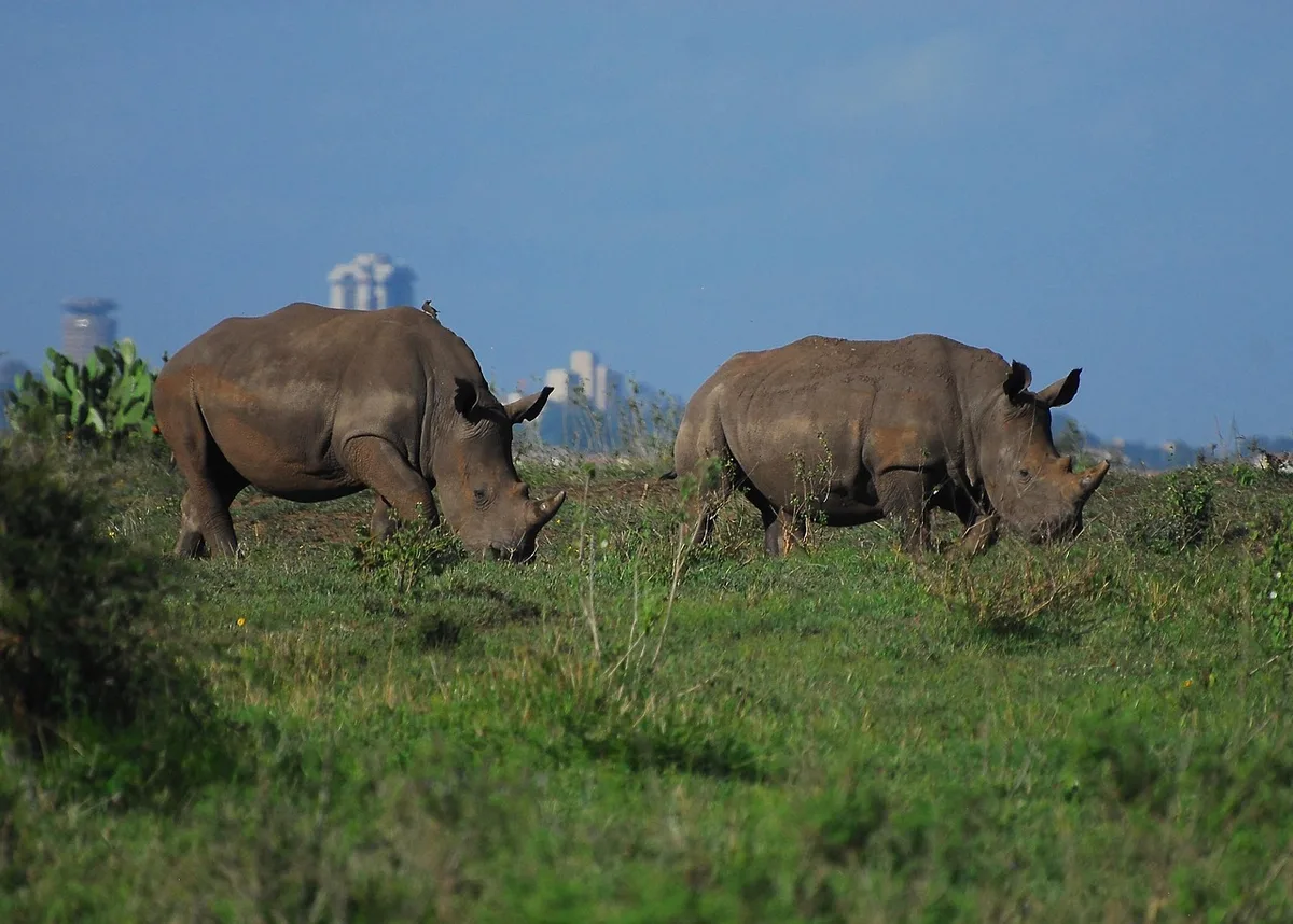 Véhicule familial sur une piste dans la savane en plein jour