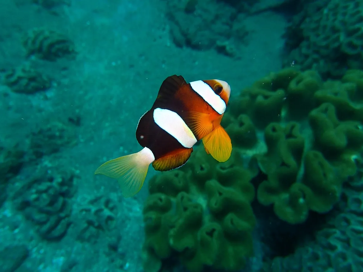 Famille en journée marchant dans un lagon peu profond invité au snorkeling