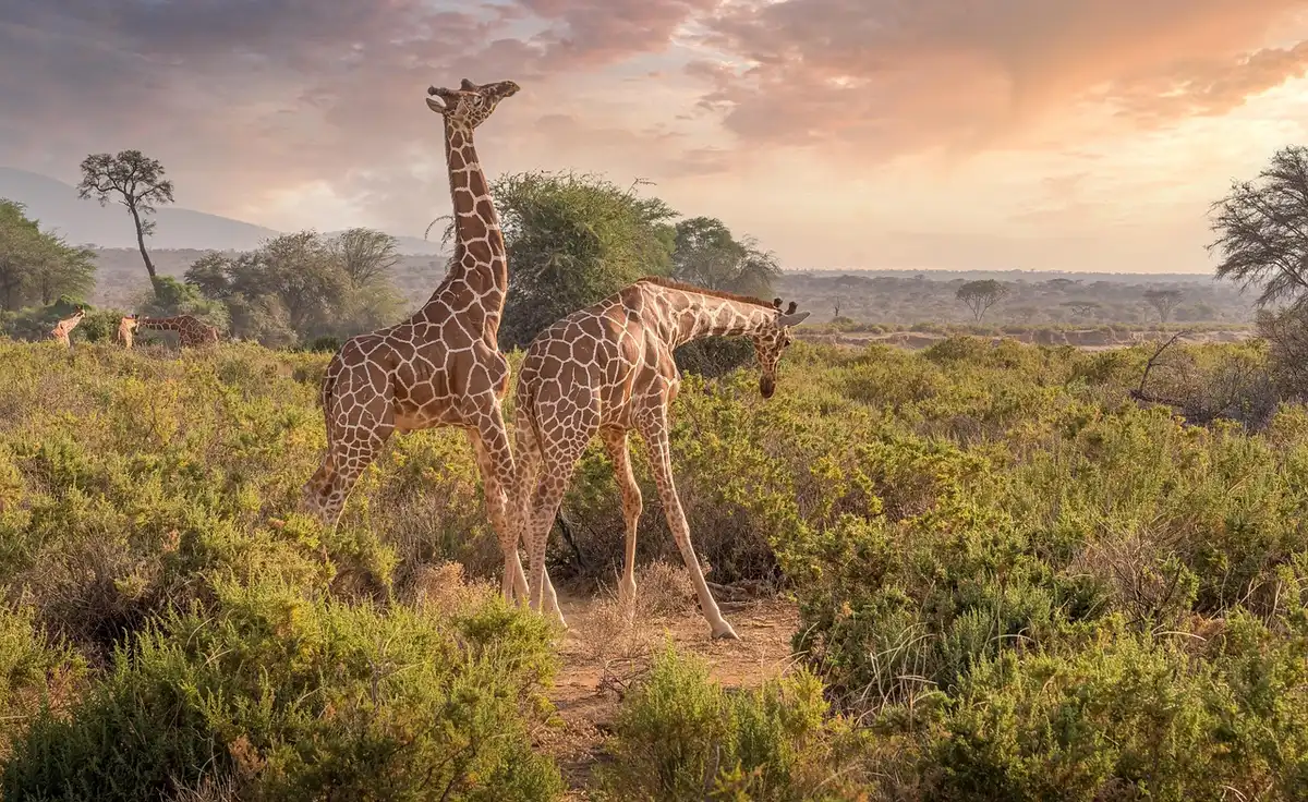 Plaines du savane kenyanes avec acacias et animaux au loin