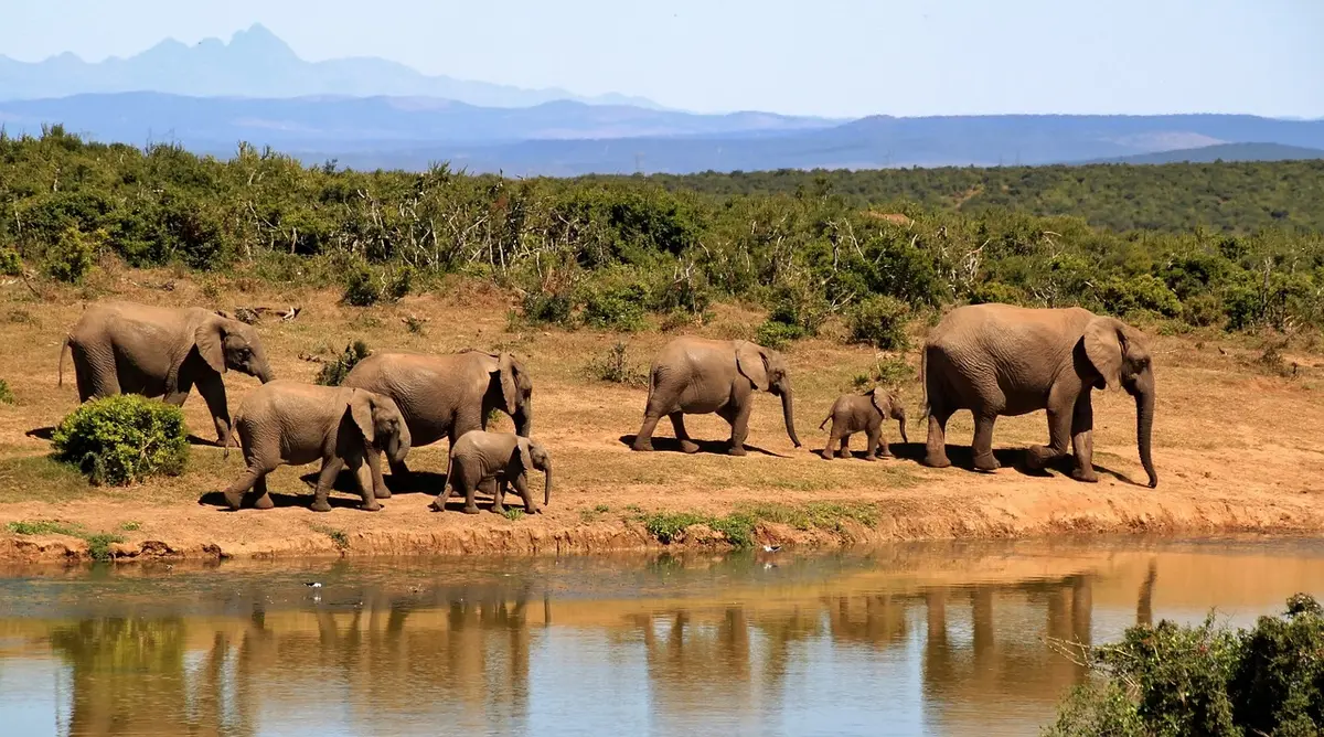 Petit aérodrome et avion léger près d'un camp de safari
