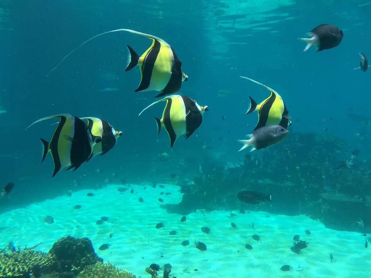 Plongeur nageant dans un lagon aux eaux claires et turquoise