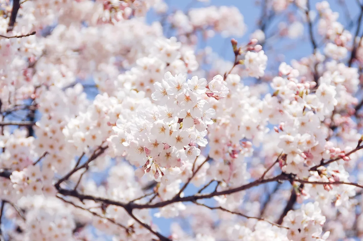 Cerisiers en fleurs le long d'une côte japonaise vus depuis un bateau